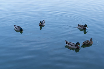 Lago con Papere