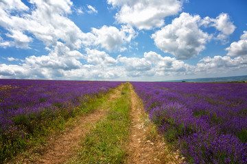 Fototapeta na wymiar Landscape with the road, in the field of the blossoming lavender in summer day
