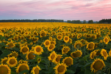 Fototapeta premium Big field with sunflowers against a bright sunrise
