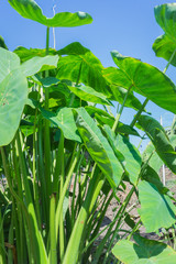 Green large leaf caladium
