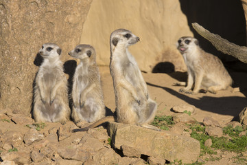 Meerkat, Suricata suricatta, observing surroundings