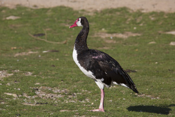 Portrait of a Spur-winged Goose, Plectropterus gambensis