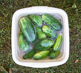 fresh ripe cucumbers