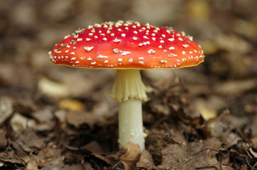 Bright mushroom in the woods of autumn