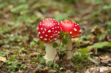 Bright mushroom in the woods of autumn
