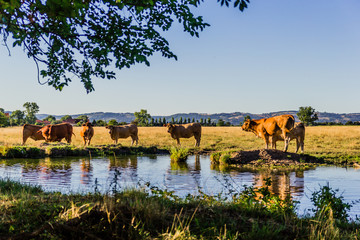 Les vaches au bord de l'étang