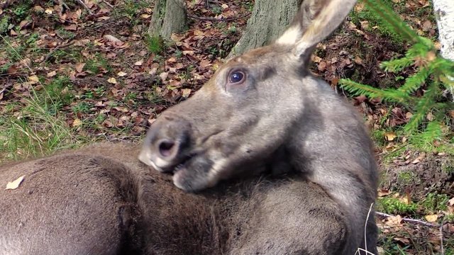 4 months old moose (Alces alces) calf licking itself and scratching its fur looking for ticks as it lies on the forest floor. Calf is very close up.