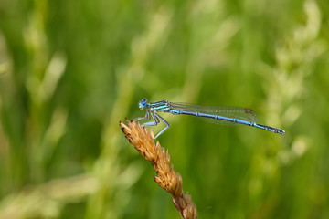 Dragonfly on a plant