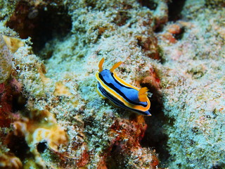 Fototapeta na wymiar True sea slug, Island Bali, Pemuteran 