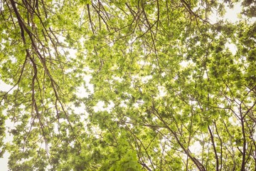 Low angle view of trees 