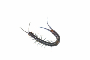 centipede is ulcerated at dead on white background 