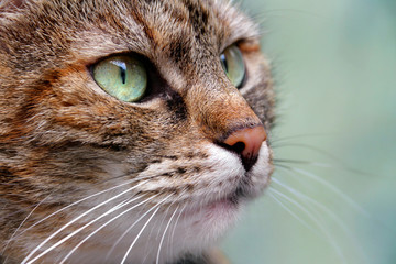 Portrait dreifarbige Gl&uuml;ckskatze