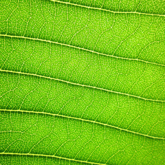Obraz premium Patterned green leaf of the Plumeria tree background