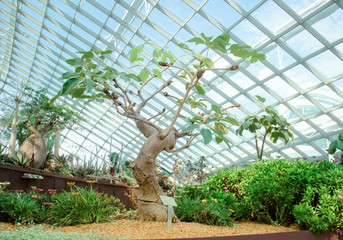 trees in a glass greenhouse