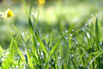 morning dew on the grass