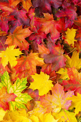 Background of fallen autumn leaves. © proslgn