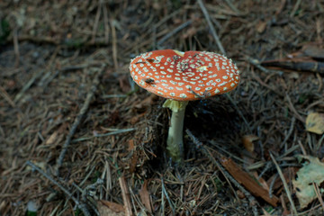 fly agaric mushroom in the woods