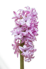 Purple hyacinth in voller blühte