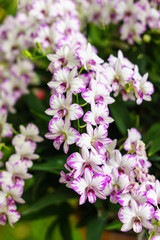 Beautiful Dendrobium Enobi Pink Splash flower. The hybrid orchid plant in Thailand.