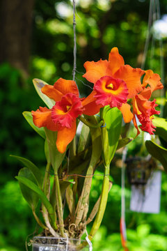 Orange Cattleya with rusty-red lip flower. It is an alliance hybrid orchid in Thailand.