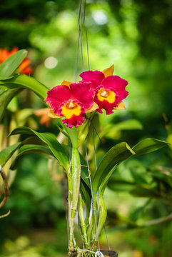 BLC. Rungnapa Fancy No. 1 Cattleya flower. The hybrid orchid is a
cross between BLC. Yen Twentyfour Carat x LC. Mari’s Song.