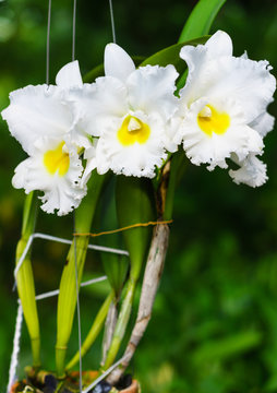 Beautiful white BLC. Phet Siam Cattleya flowers. The hybrid orchid is a
cross between BLC. Pink diamond x BLC. Mahina Yahiro.
