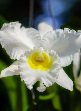 Closeup shot of white BLC. Phet Siam Cattleya flowers. The hybrid orchid is a
cross between BLC. Pink diamond x BLC. Mahina Yahiro.