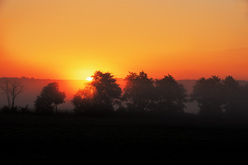Naklejka na ściany i meble Baumgruppe im Nebel bei Sonnenaufgang mit orangenm Himmel