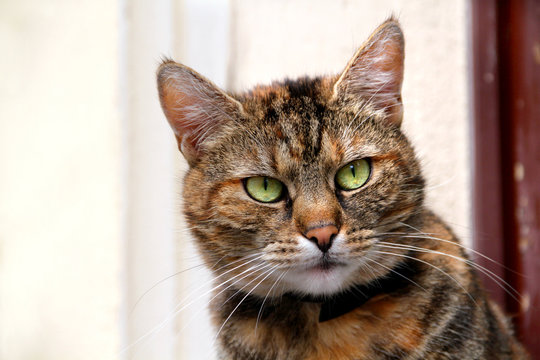 Schildpattkatze beobachtend