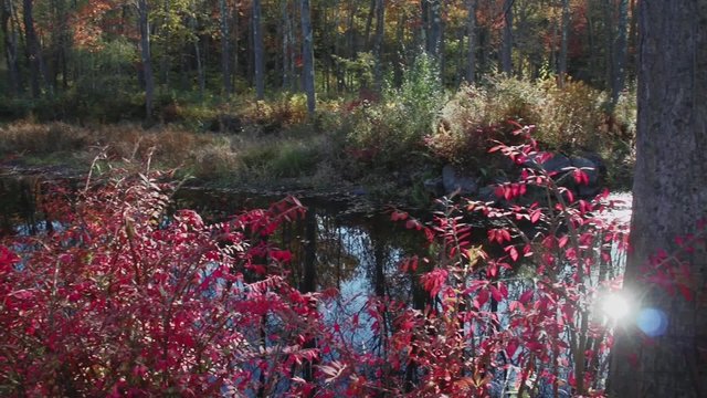 Small autumn pond