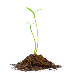 plant Green sprout growing