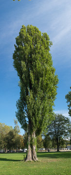 Grosser Gr&uuml;ner Baum im Herbst