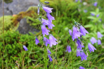 Blühende Glockenblumen auf einer Wiese auf Island
