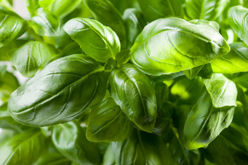 Fresh basil