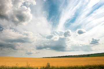 Obraz premium Yellow-green field under the clouds