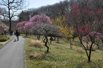梅の木　梅の花　つぼみ