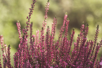 erica red flowers close up