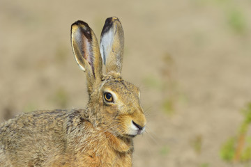 European brown hare portrait