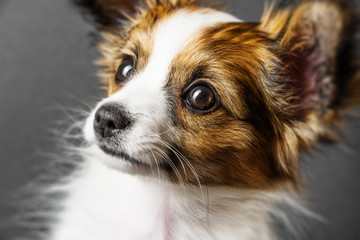 cute papillon puppy isolated over black