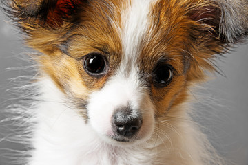 cute papillon puppy isolated over black