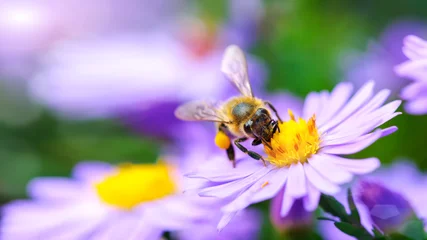 Printed kitchen splashbacks Bee Bee on the flower