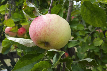 Apple growing on tree.