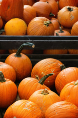 Pumpkin's harvest on market