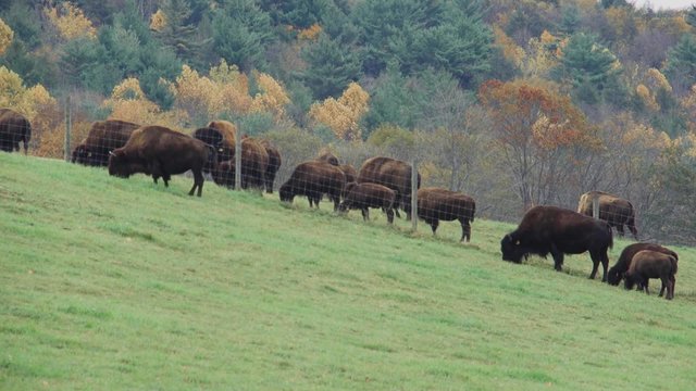 Herd of cattle grazing