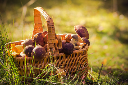 Basket full edible mushrooms forest