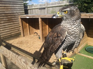 Falcon