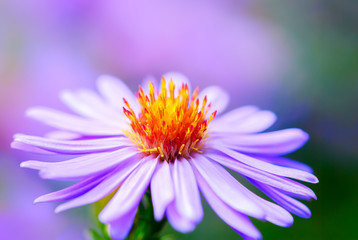 Blue flower