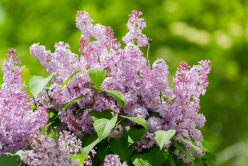 Lilac blossoms in the Park at spring