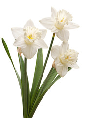 Naklejka na ściany i meble Narcissus flower on white