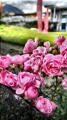 pink roses in a green garden on focus only roses